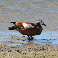 South African Shelduck